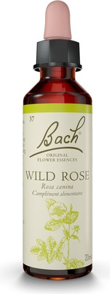 Bach Flowers Original Wild Rose No. 37 for More Ambition