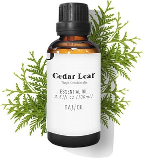 Essential Oil Daffodil