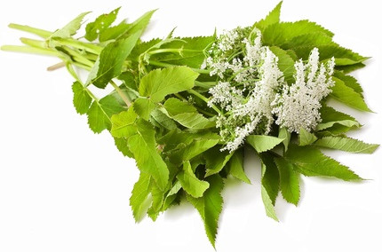 Эфирное масло Pranarom Angelica