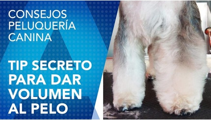 Conditioner Foam Artero Zoom
