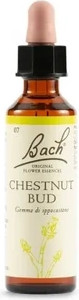 Oral Drops Schwabe Pharma Chestnut Bud
